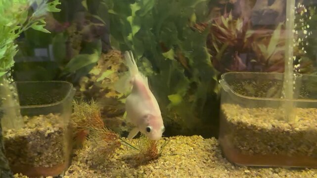 Pale goldfish swims between aquatic plants and gravel-filled containers in a freshwater aquarium, with submerged vegetation and textured substrate surrounding the fish, camera tracking shot.