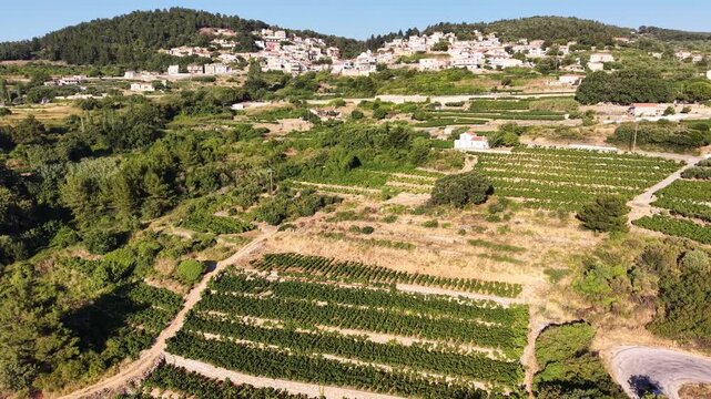 Aerial footage over wine producing region on Samos island, Greece