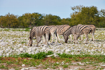 Naklejka premium Mehrere Zebras grasen auf steinigem Untergrund vor niedriger Buschvegetation und offenem Himmel.