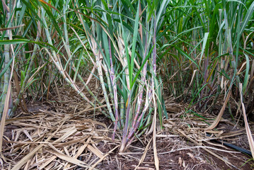 Obraz premium Healthy sugarcane crop growing in an agricultural field, representing sugarcane farming, sugar production, rising sugar prices, agricultural markets and the economic importance