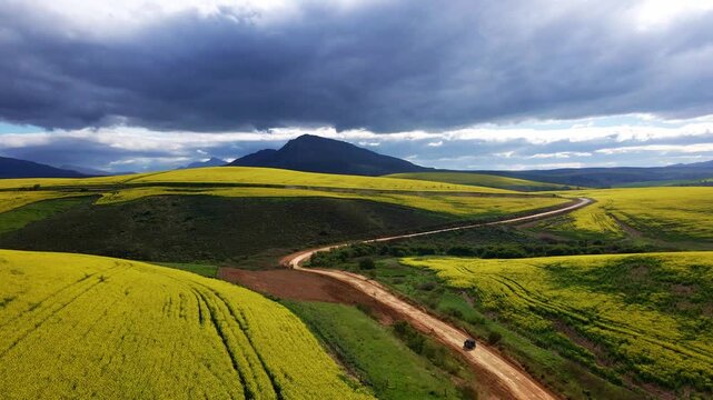 A car drives on winding dirt roads that weave through spectacular fields of vivid yellow canola, with mountains in the distance and a dramatic sky in South Africa