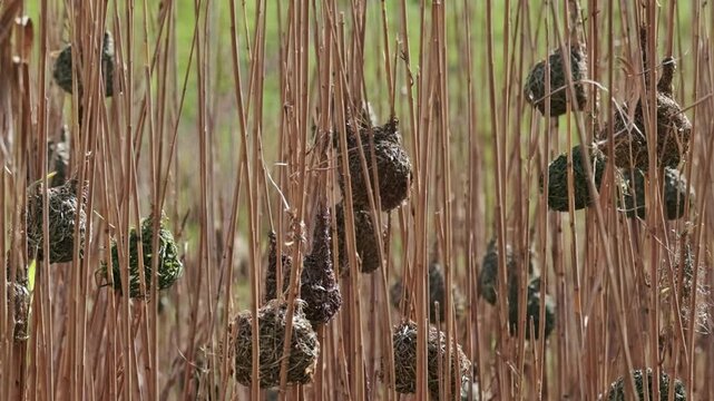 Dozens of weaver bird nests in amongst the river reeds