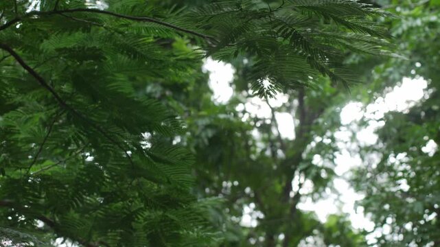 Sunlit Feathery Green Fern-Like Leaves with gentle wind Against Dense Forest Canopy komorebi Background