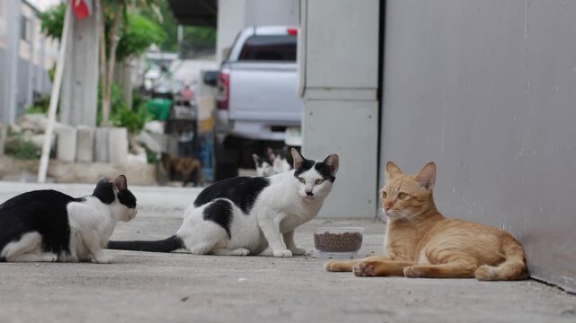 Group of stray cats gathering around a food bowl in an alley