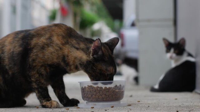 Group of stray cats gathering around a food bowl in an alley