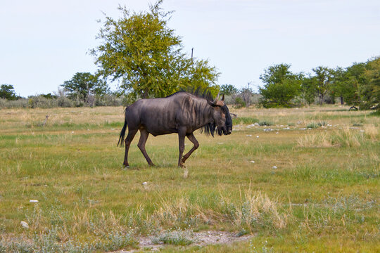 Ein Gnu durchquert eine offene Graslandschaft mit vereinzelten B&auml;umen und Str&auml;uchern.