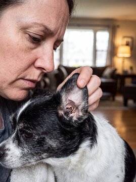 Owner inspecting brown earwax buildup inside dog ear