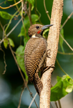 Buff necked Woodpecker (Meiglyptes tukki)
