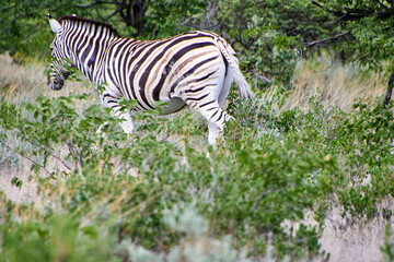 Naklejka premium Ein Zebra durchquert dichtes Buschwerk und trockenes Gras in einer natürlichen Landschaft des Etosha-Nationalparks.