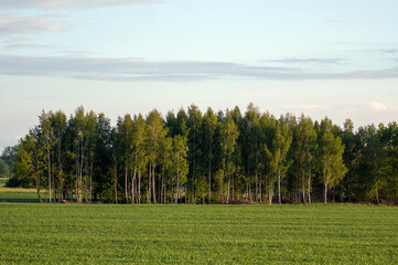 Krajobraz pola uprawne las na horyzoncie wysokie drzewa, zagajnik. © Monika