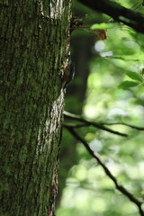 Obraz premium nuthatch