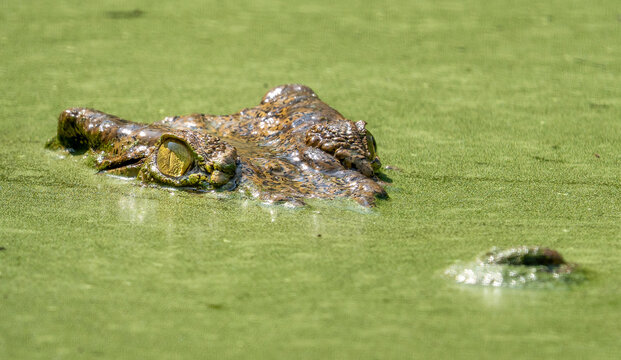 crocodile in the swamp
