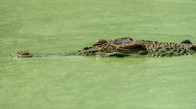 crocodile in the swamp