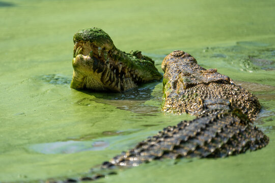 crocodile in the river