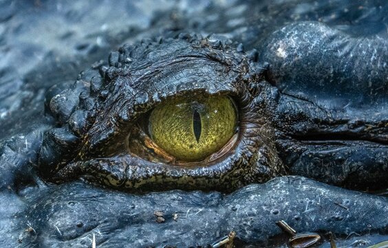 close up of a crocodile