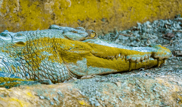 close up of a crocodile