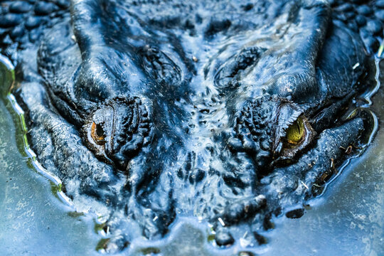 close up of a head of a crocodile
