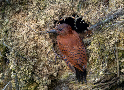 Rufous Woodpecker bird