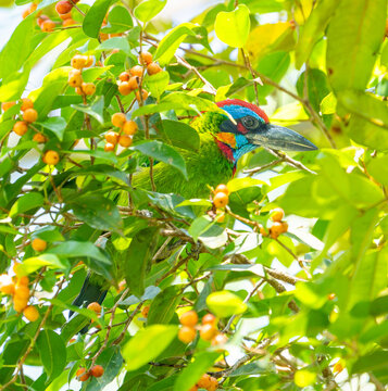 bird on a branch
