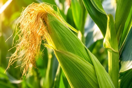 Detailed closeup of a fresh green corn cob with brown silk growing on stalk in organic agricultural field illuminated by warm sunlight. Excellent for agriculture, crop farming, and nature themes.