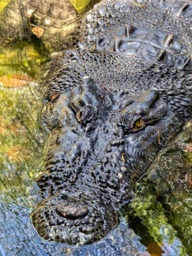 crocodile in the water