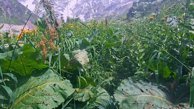 Hiker trekking first-person through a narrow overgrown trail in dense mountain grass, showing route conditions for wilderness navigation, hiking guides, outdoor tourism, backcountry travel planning