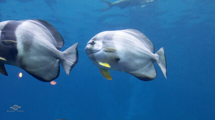 Naklejka premium Pair of batfish swimming face to face underwater