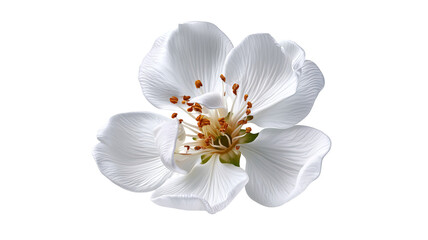 Fototapeta premium Fresh pear blossom with delicate natural petals and realistic botanical detail, centered isolated PNG on transparent background with clean edges and sharp focus