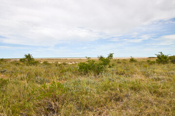 Trockene Gräser und niedrige Büsche bedecken eine flache Landschaft unter einem weit gespannten Himmel mit feinen Wolken. © Jane Be. The Picture