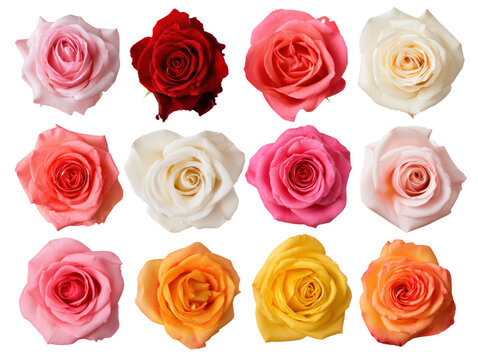 Rose flower blossom red pink arrangement, layered petal detail, creates colorful floral display against transparency