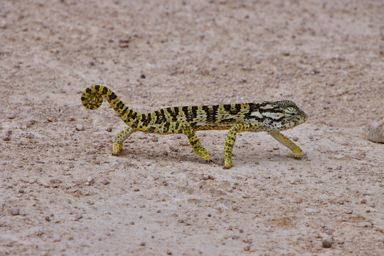 Ein gr&uuml;n und gelb gemustertes Cham&auml;leon bewegt sich mit eingerolltem Schwanz &uuml;ber steinigen Boden im Etosha-Nationalpark.