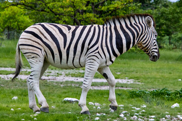 Naklejka premium Ein Zebra steht im mittleren Bildbereich in einer offenen grünen Landschaft mit Bäumen, Buschwerk und steinigem Boden.