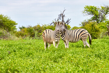 Naklejka premium Zwei Zebras stehen dicht nebeneinander in einer grünen Landschaft mit Buschwerk, Bäumen und blühender Vegetation.