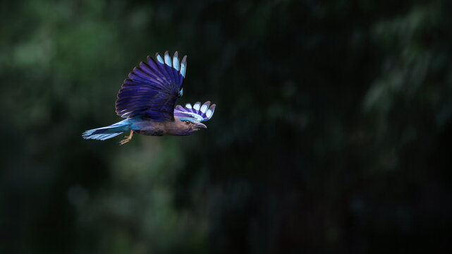 Indochinese Roller, Coracias affinis, flying over pond in forest park, brightly colored bird with various shades of blue on wings, tails, and belly, more prominent in flight, bird spreading wings