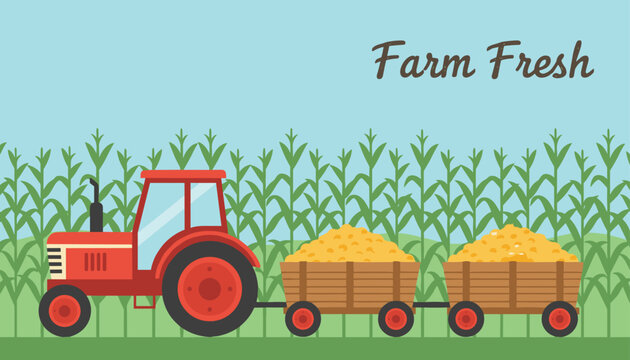 Red farm tractor pulling two wooden trailers overloaded with golden corn ears through a lush green cornfield.
