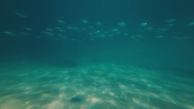 Underwater view of the school of fish swimming in the sea near the island of Ilha Grande in Brazil