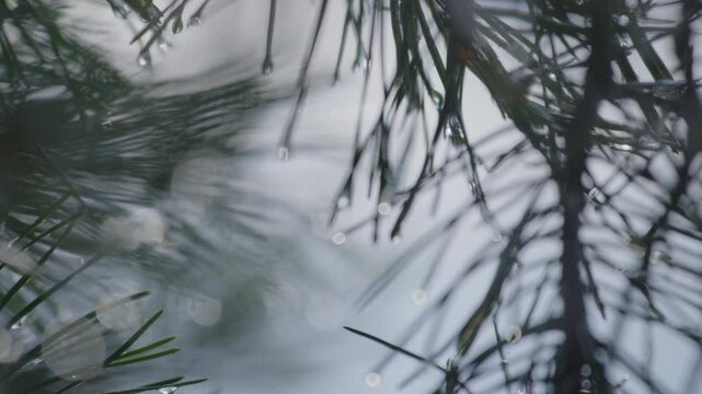 Branch of the pine tree in the wet pine forest after the summer rain