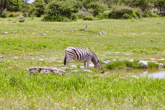 Ein Zebra senkt den Kopf zum Trinken an einem kleinen Wasserloch in einer gr&uuml;nen und steinigen Landschaft.