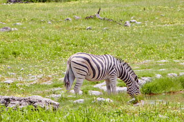 Naklejka premium Ein Zebra steht mit gesenktem Kopf an einem Wasserloch in einer offenen grünen Landschaft mit Steinen und Buschvegetation.