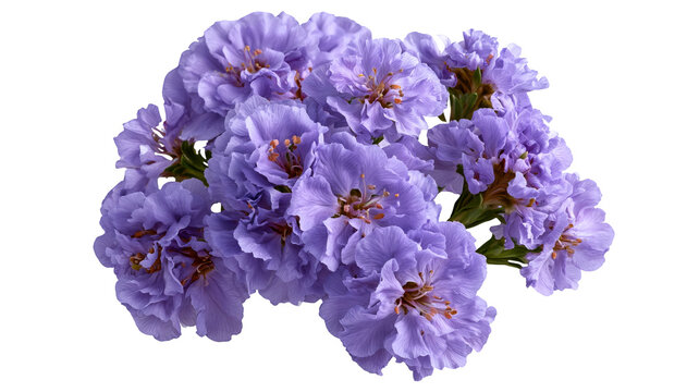 Fresh sea lavender flower with vibrant natural petals and realistic botanical detail, centered isolated PNG on transparent background with clean edges and sharp focus