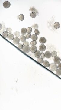 Microscopic view of moving basil pollen grains under high magnification. Video about scientific research on pollen and allergens