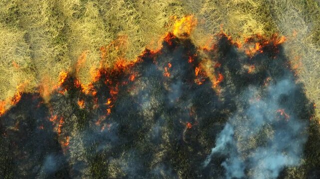 High angle aerial view of a rice field engulfed by flames, illustrating dry season fires, farming practices, wildfire risks, and the importance of sustainable land management. 4k.
