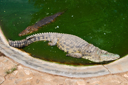Zwei Krokodile liegen in einem gr&uuml;nen Wasserbecken; eines befindet sich im Vordergrund, das andere schwimmt weiter hinten.