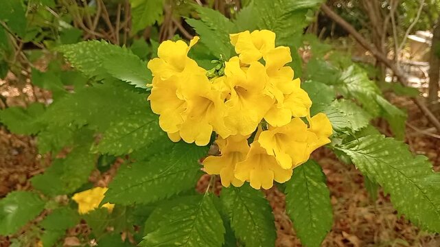 Bright yellow Tecoma stans flowers blooming on green leafy foliage in a garden with gentle movement in the breeze.