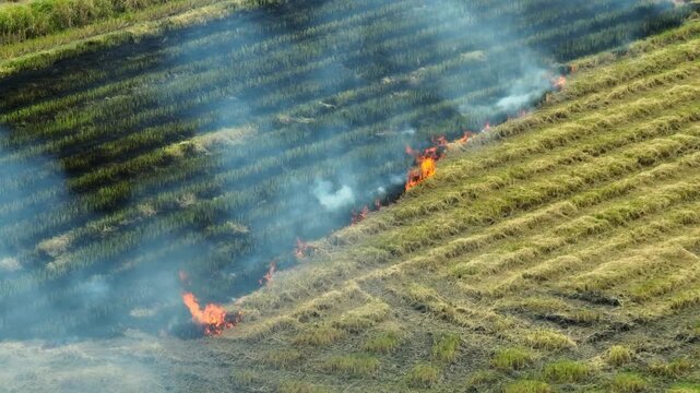 Aerial view of a rice field fire with thick smoke spreading across dry farmland, highlighting agricultural burning, air pollution, climate impacts, and environmental concerns from crop residue fires.
