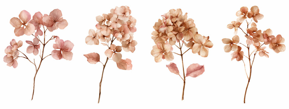 Watercolor collection featuring dried hydrangea flowers. Showcasing autumn plants in a sepia toned botanical illustration