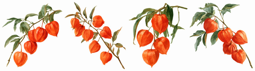 Fototapeta premium Physalis branches illustrating autumn botany, watercolor chinese lantern plants creating decorative elements, seasonal harvest of ornamental berries and leaves