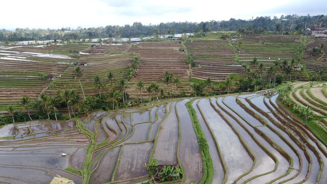 Panoramic aerial view of Jatiluwih green rice terraces UNESCO World Heritage site in Bali, Indonesia