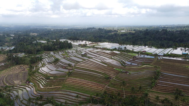 Panoramic aerial view of Jatiluwih green rice terraces UNESCO World Heritage site in Bali, Indonesia