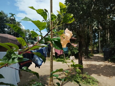White China rose in the tree